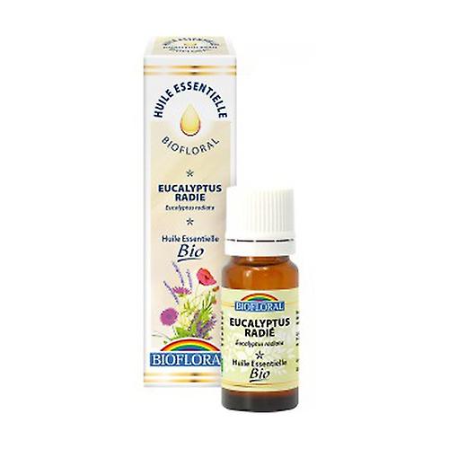 Eucalyptus Radiata Essential Oil 10 ml of essential oil (Eucalyptus)