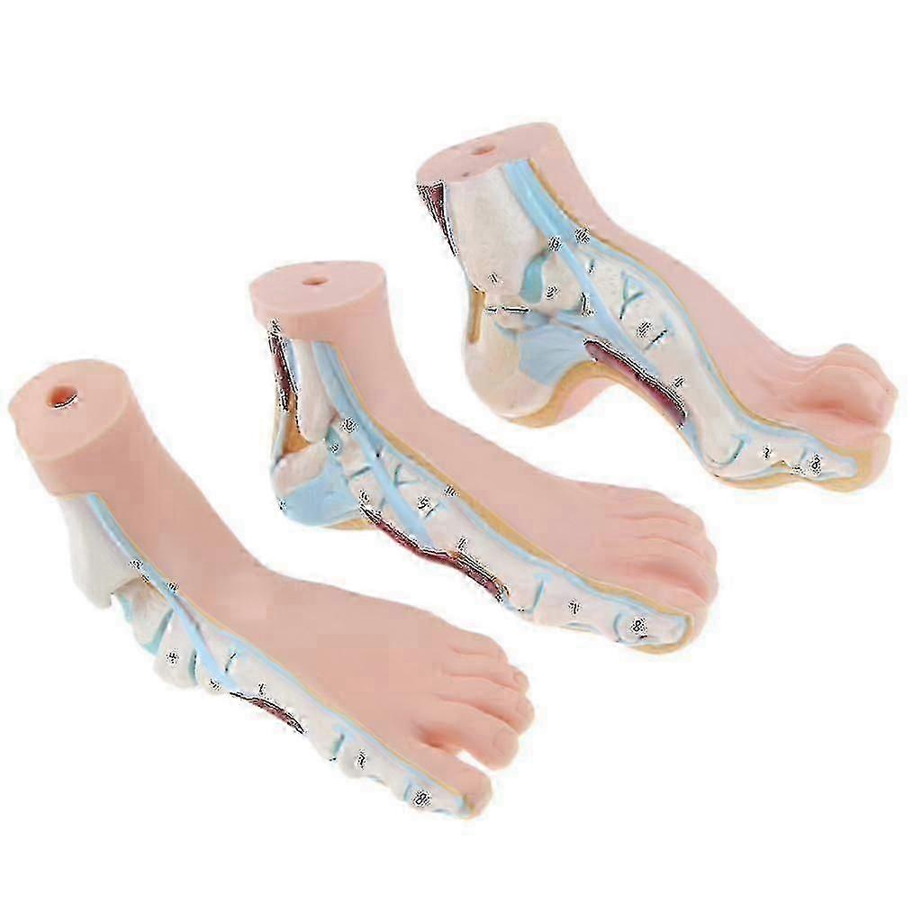 Normal Flat Arched Foot Anatomical Model Biological Study Model