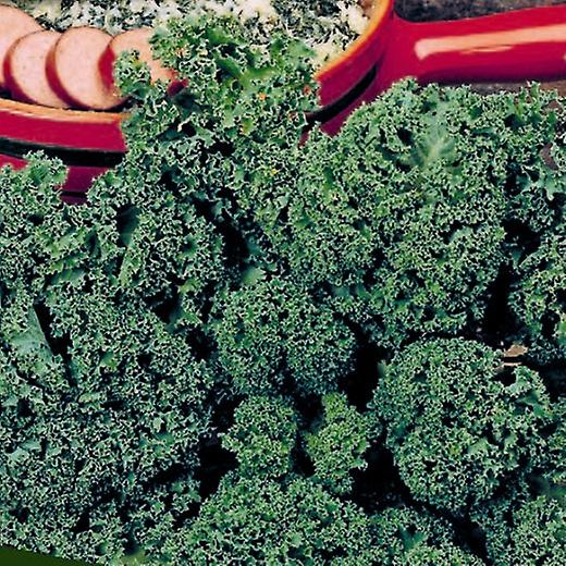 Rizado Kale Westland Otoño.