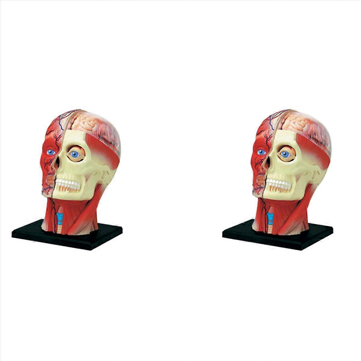 Torso Human Body Model Education Head Muscles Organs Model