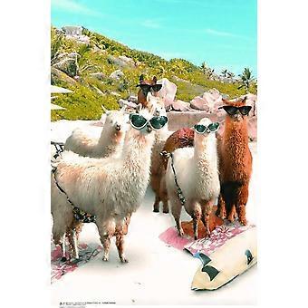 Jigsaw Puzzles Llama Beach  FL065