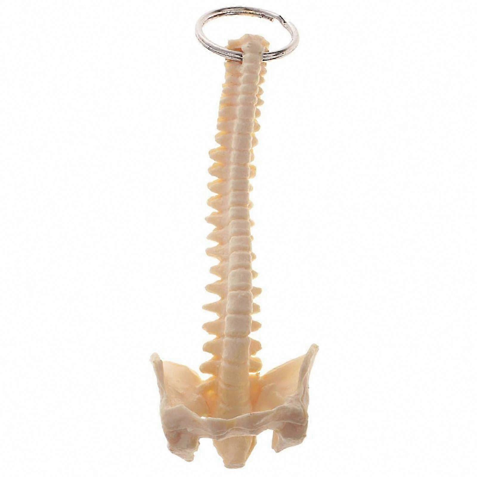 Portable Human Spine Skeleton Keychain Resin Anatomical Model Keyring for Classroom Teaching Unique Gift for Doctor