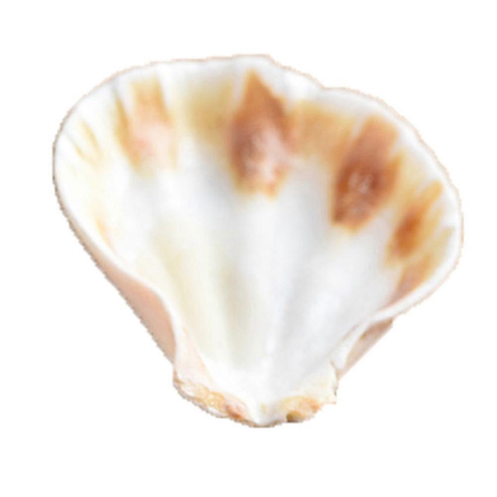 Natural Seashells Shell Specimen for Decoration 1 Box DIY Home Decor