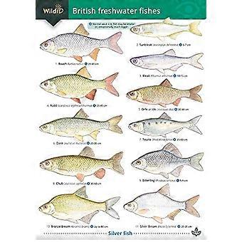 Guide to British Freshwater Fishes