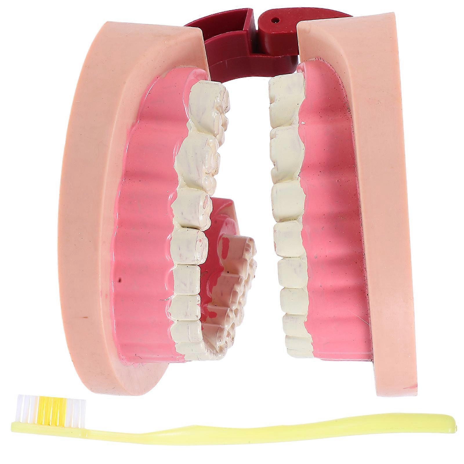 Tooth Model for Science Experiments Educational Tool for Kids