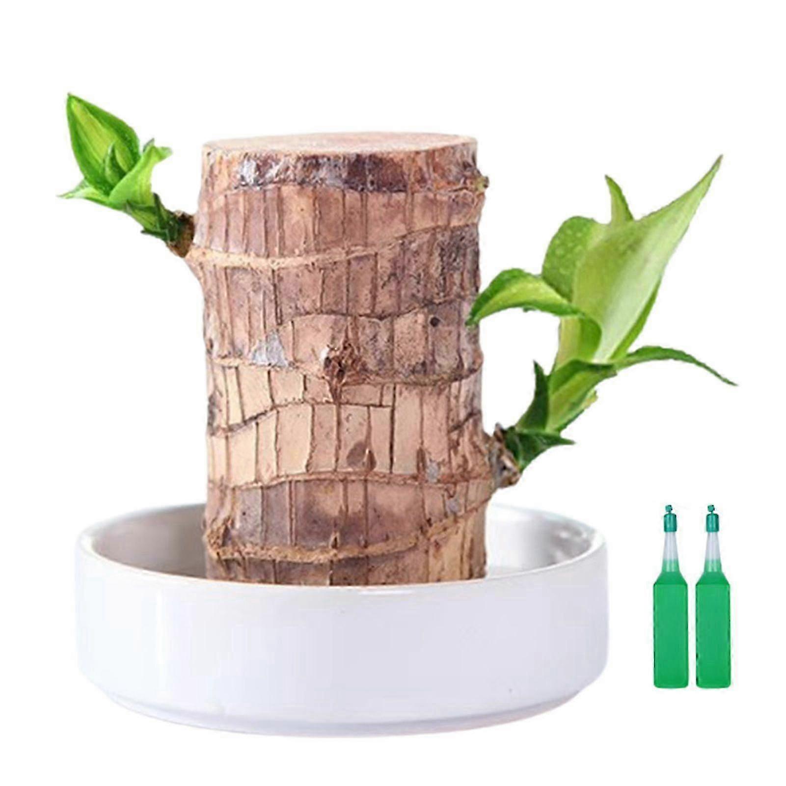 Souche porte-bonheur brésilienne - Mini arbre à croissance rapide, plante décorative et purificatrice d'air pour la maison ou le bureau (HL1)