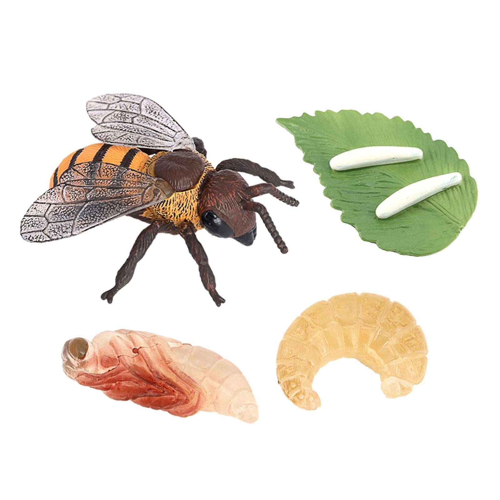 Realistic Animals Bee Life Cycle Model Toy