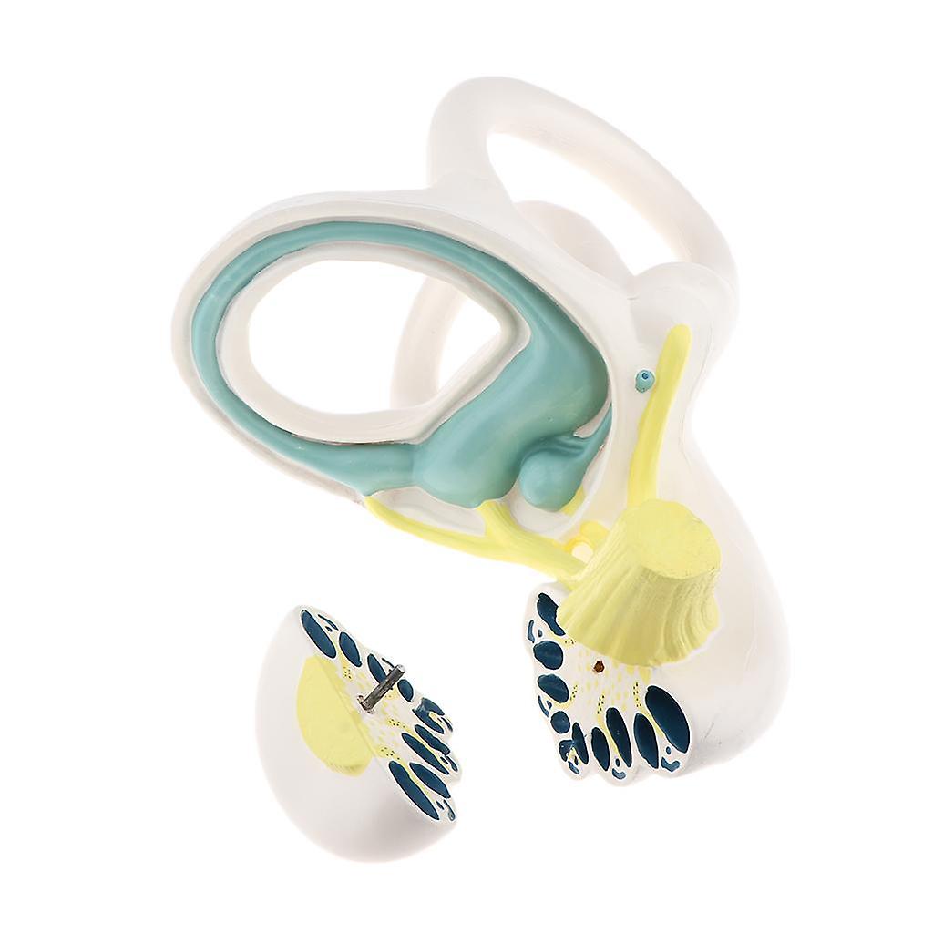 Enlarged Human Ear Labyrinth Anatomical Structure Model School Teaching Tool