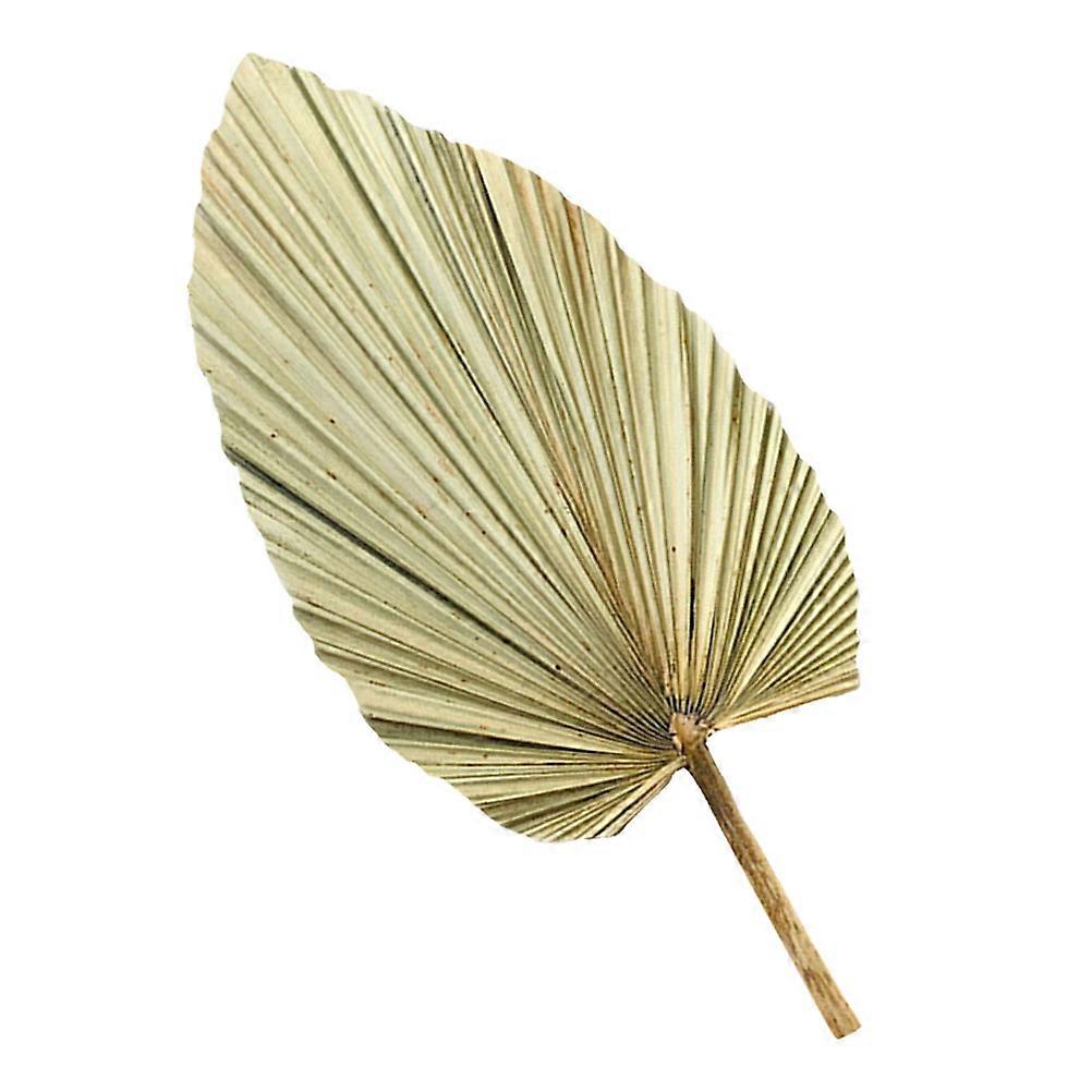 Natural Palm Leaf Big for Party 3Pcs Collection