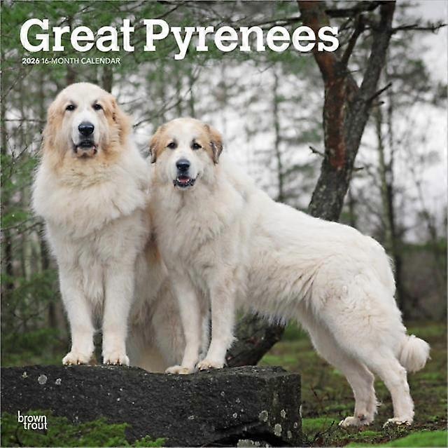 Great Pyrenees 2026 Square Flap Calendar Calendar Book