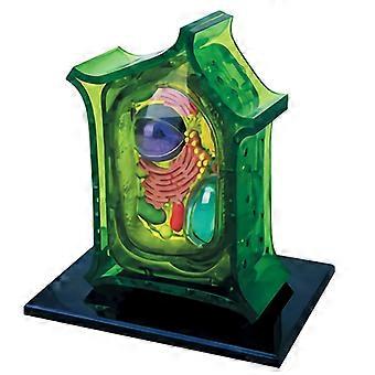 3D Plant Cell Anatomy Model with Removable Parts and Display Base for Classroom Biology Lessons