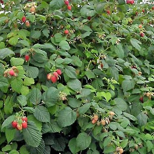 hallon malling lejon