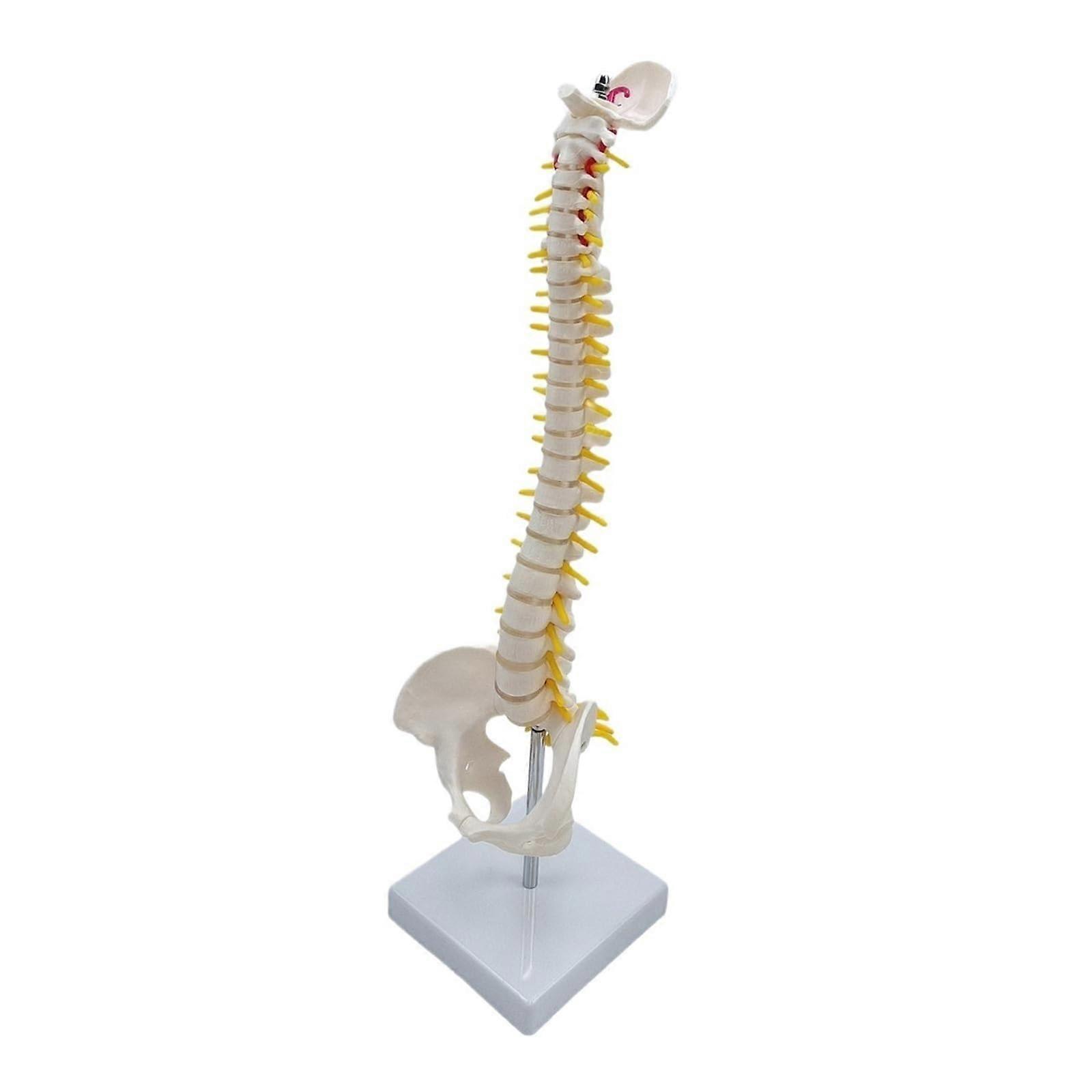 Life-Size Spine Model: Skeletal Anatomy Model With Detailed Flexible Vertebrae And Anatomical Lumbar Spine