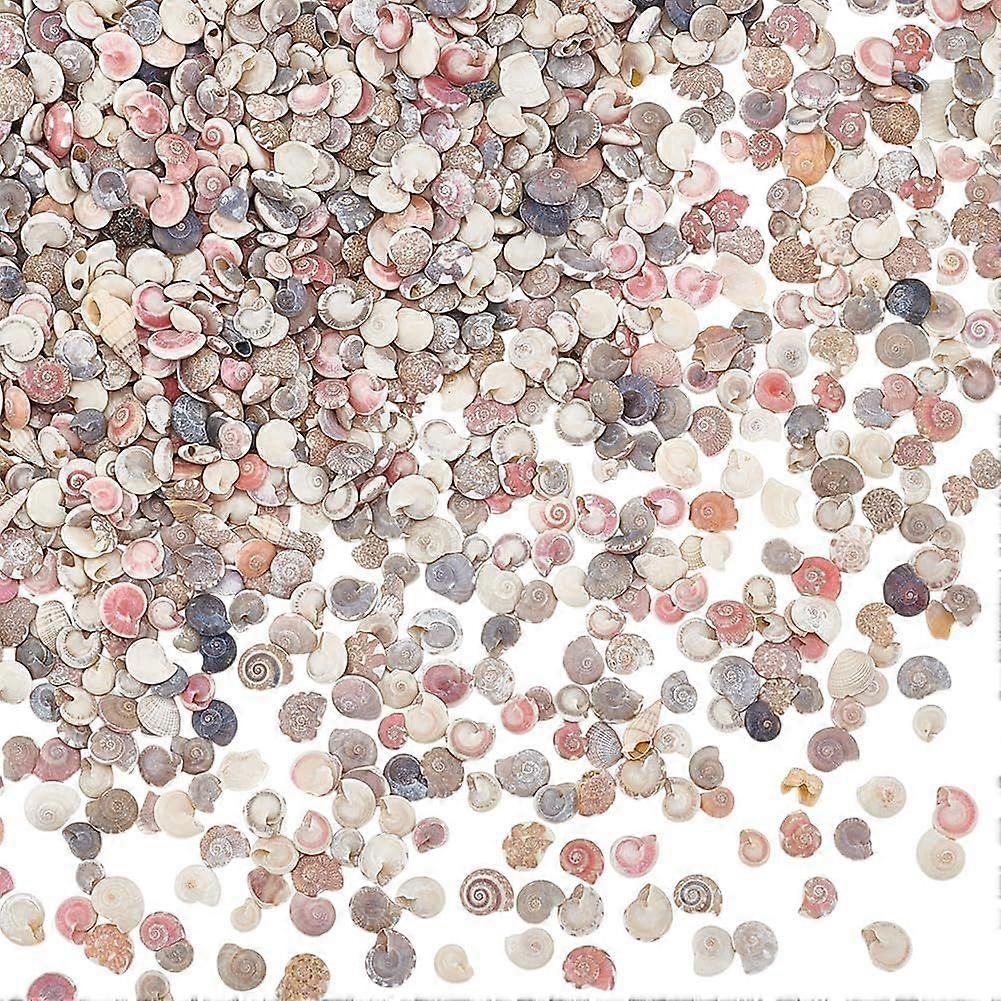 1350pcs Tiny Sea Shells No Hole Seashells Natural Conch Seashell Bulk for Resin Crafts Candle Making Crafting Vase Fillers Fish Mirror Decoration Ocea