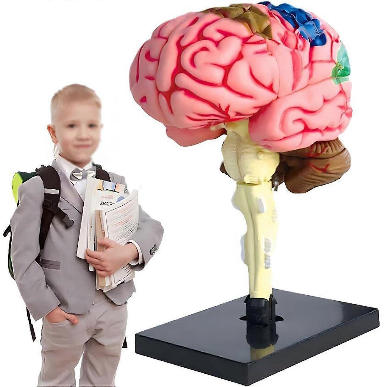 4D Human Brain Anatomy Model with ColorCoded Regions, Detachable PVC Structure for Education