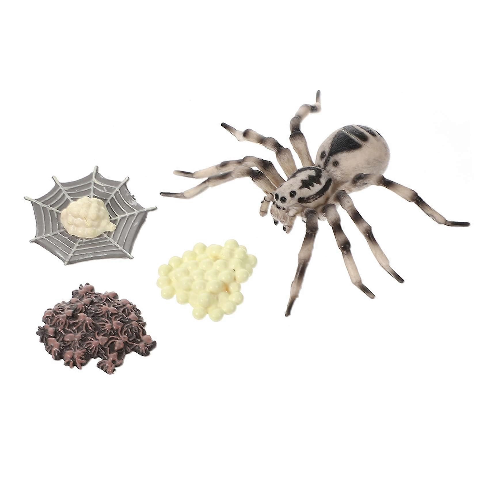1Satz Tarantula Model Simulated Insect Evolution Model for Learning Purposes Life Cycle Decoration Realistic Miniature Figure for Collectors