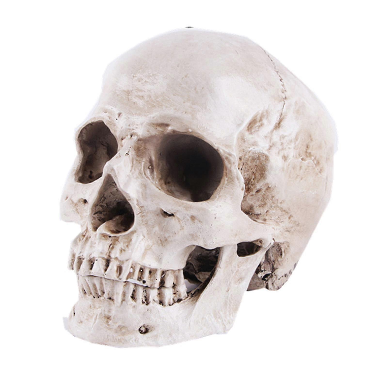 2025 Latest Model Skull Model Realistic Removable Jawbone Educational Human Skull Model St