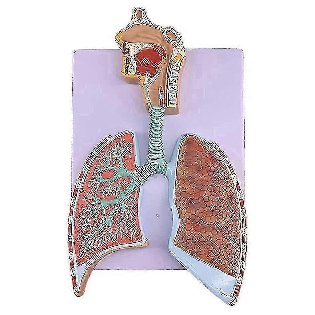 Realistic Human Respiratory System Model Human Bronch Anatomy Model Life Size