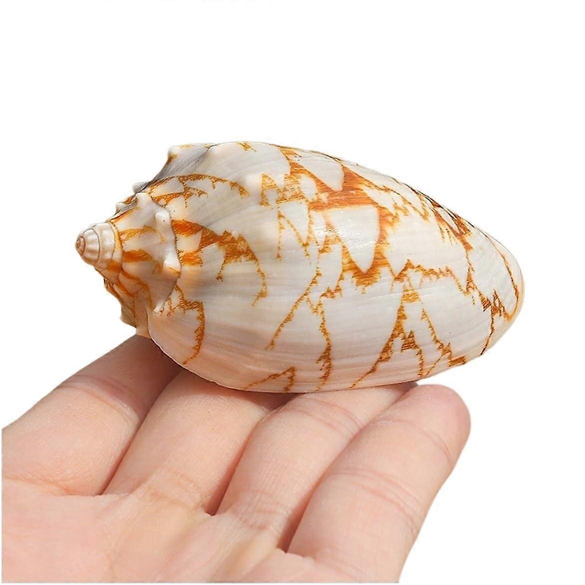Large Natural Conch Shell Seashell Decor for Crafts Aquarium Beach Wedding 67cm