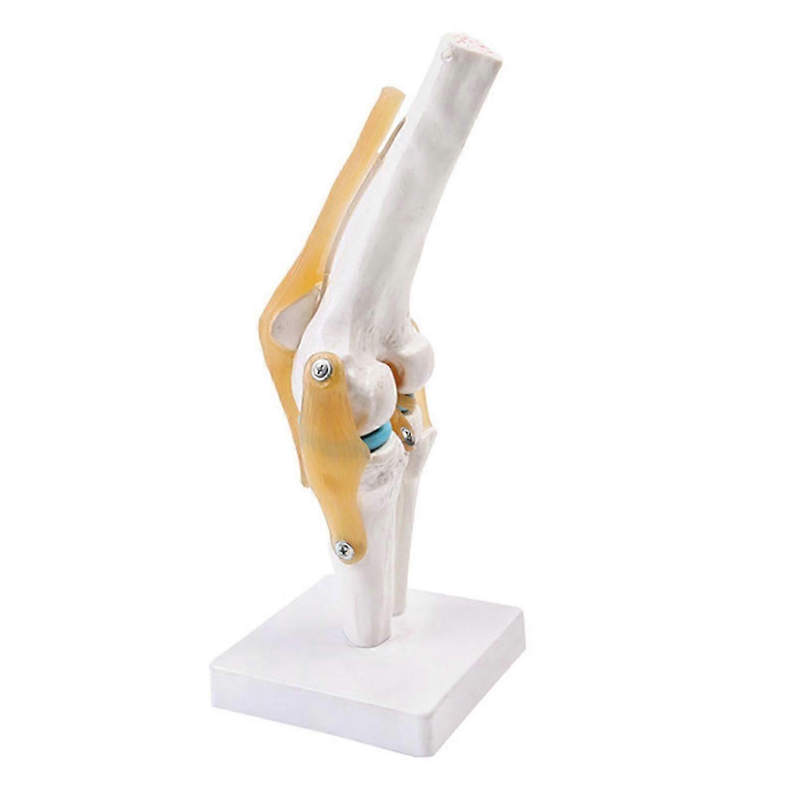 Life-Size Anatomical Knee Bone Model
