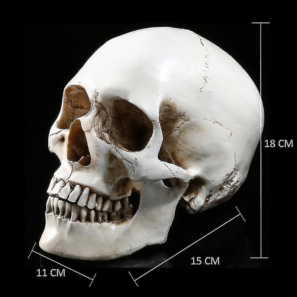 Earlywish Arts Modello Di Cranio Umano In Resina 1:2 - Replica Anatomica Realistica