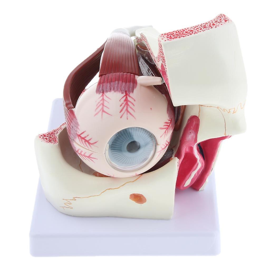 Magnification 3x Human Eye Anatomical Model Anatomy  Teaching Tool