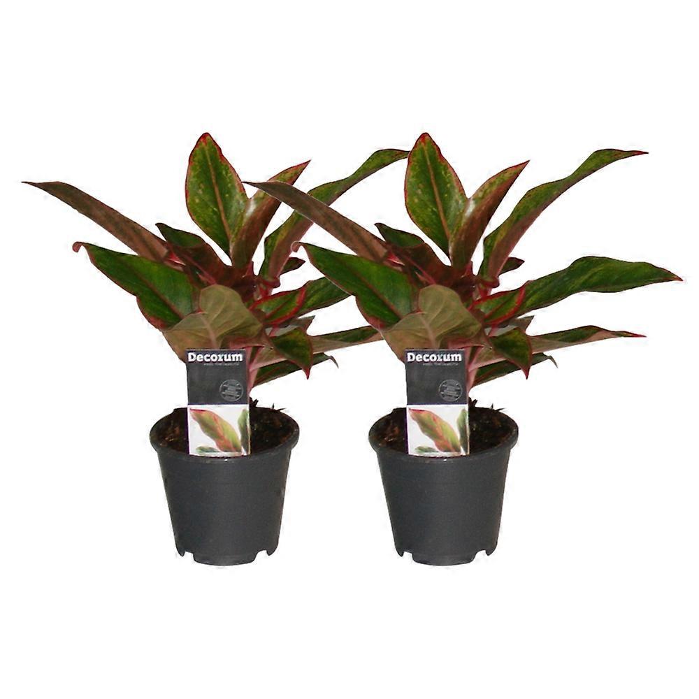 Aglaonema Creta - 2 peças - 30cm - Ø12cm