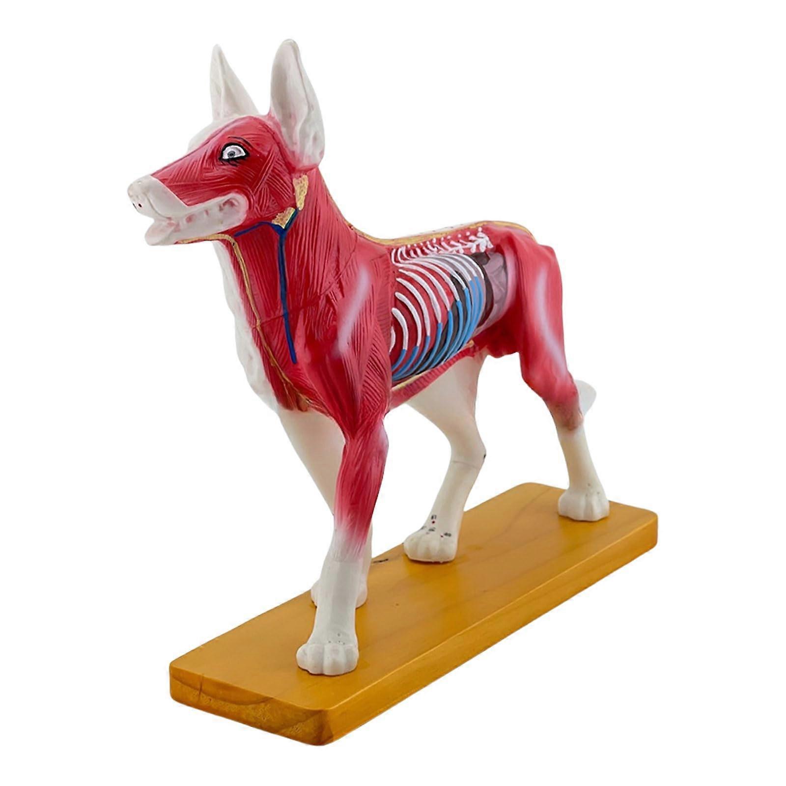 Dog Anatomy Acupuncture Model with 72 Identified Points for Veterinary Training and Education