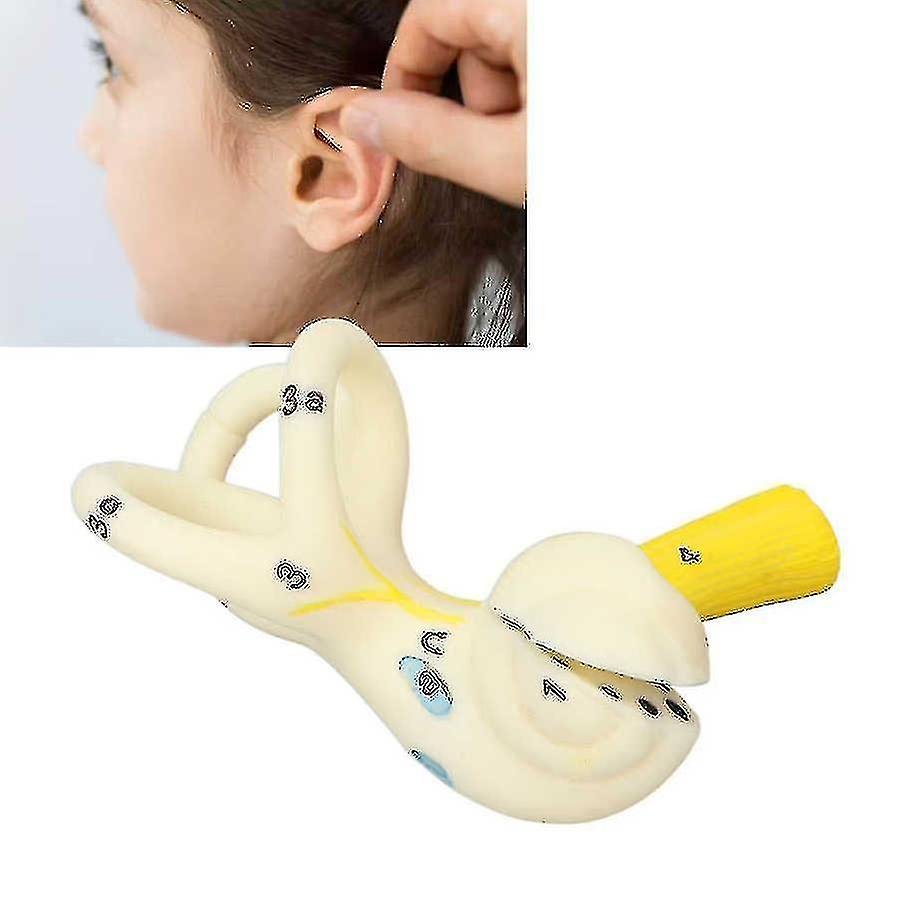 Ear Semicircular Canal Anatomical Model 5x Magnification Clear Structure Inner Ear Cochlea Model Ear Care Inner Ear Model