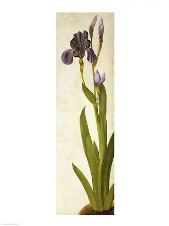 An Iris Poster