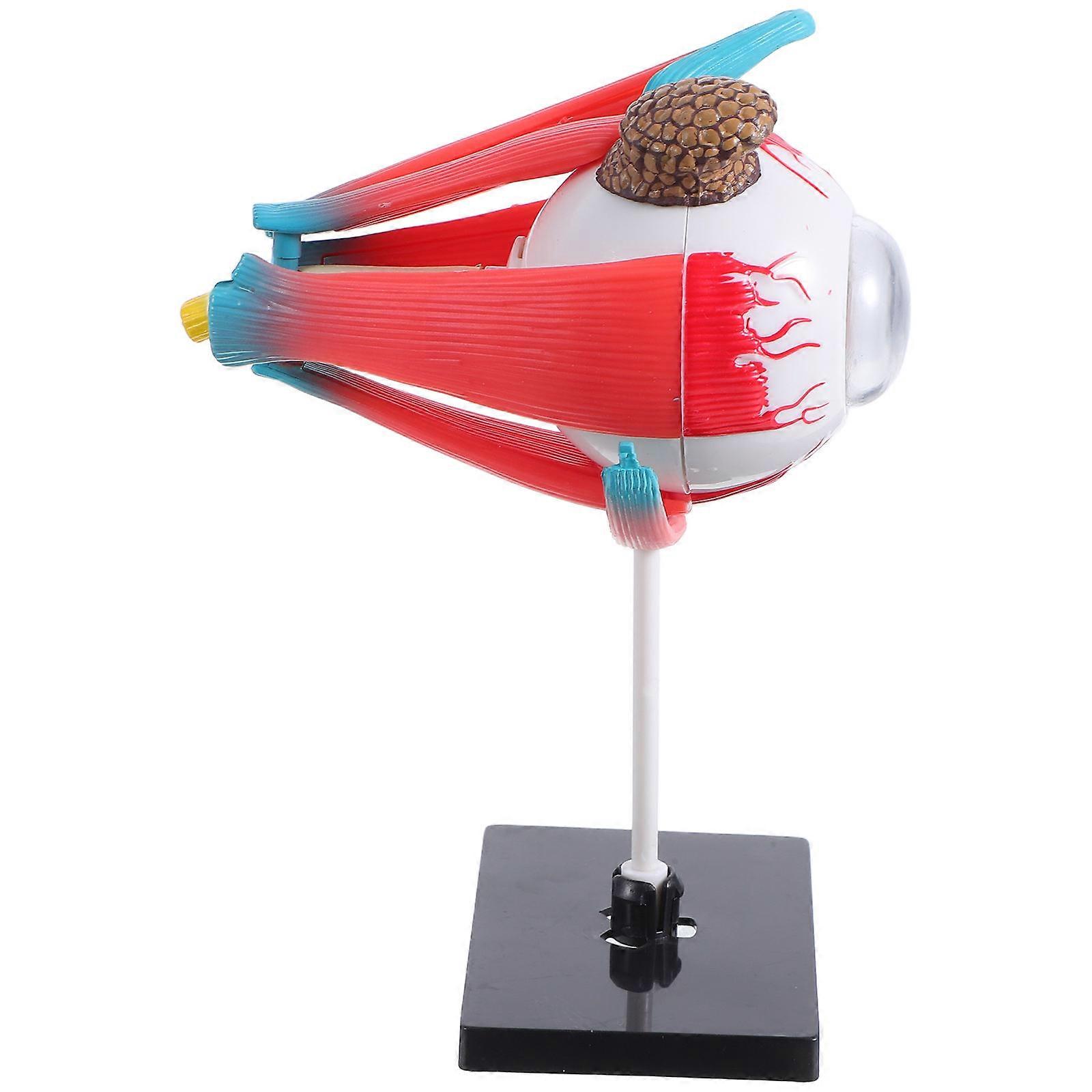 Educational Eye Model for Kids Science Learning Teaching Tool