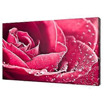 Wunderschöne rosa-magentafarbene Rosenblüte mit Wassertropfen – Blumenpuzzle-Knobelspiel H2642