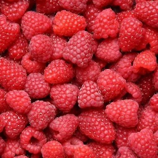 Hindbær Glen rigelig. Midt sæson sort.