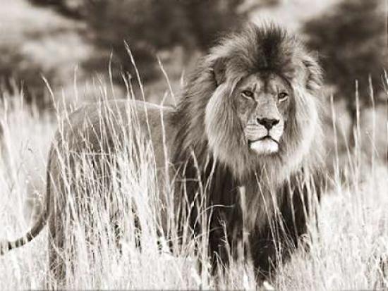 Male lion Poster