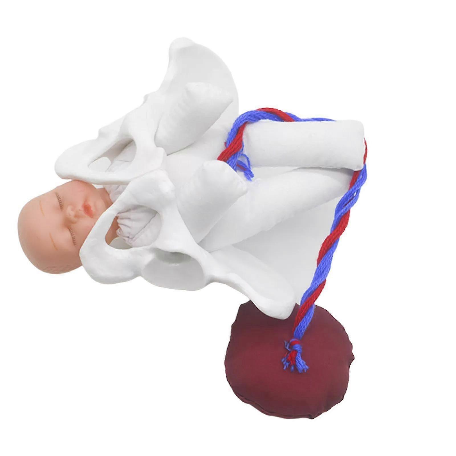 Female Pelvis Model Childbirth Model For Science Education Teaching