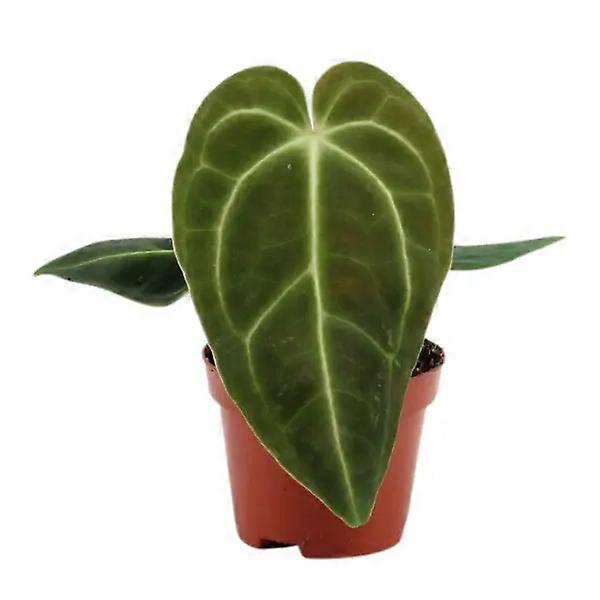 Anthurium regale D6